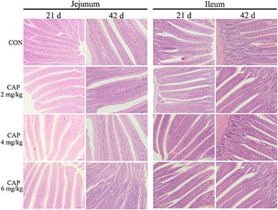 Effects of Capsaicin on Growth Performance, Meat Quality, Digestive Enzyme Activities, Intestinal Morphology, and Organ Indexes of Broilers